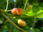 mulberries