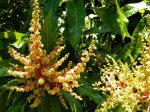 mangoblossom