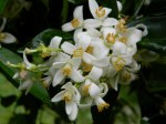 orangeblossom