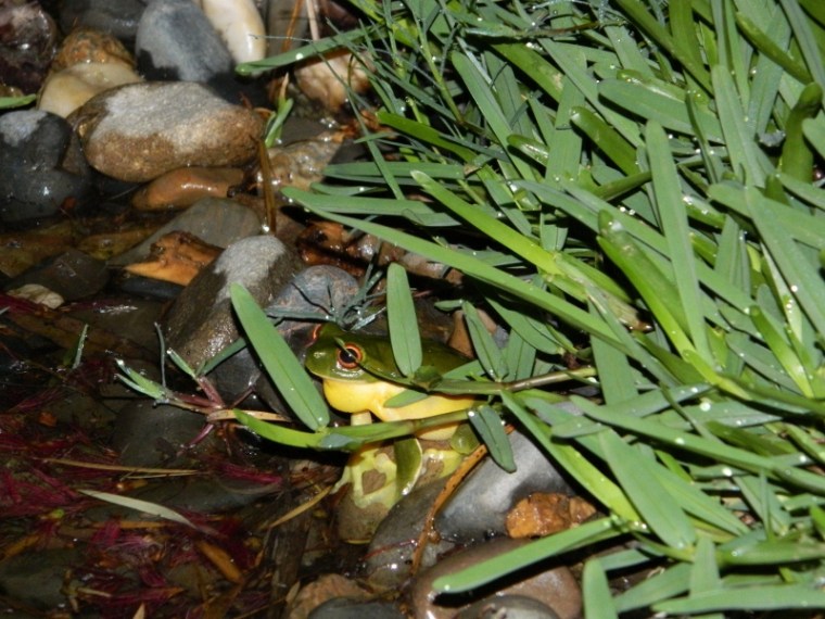 Hiding in the grass edges DSCN3239 (800x600)