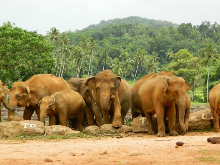Pinnawela Elephants