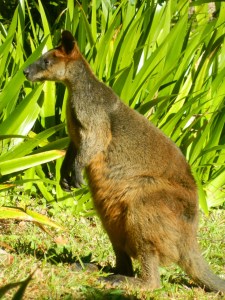 Wallaby Visitor