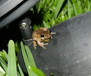 Bleating Tree Frog (1280x1080)