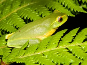 Dainty Tree Frog (1280x960)