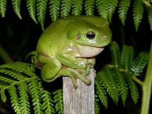 Green Tree Frog (1280x960)