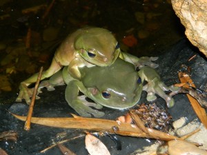 Green Tree Frogs (1280x960)