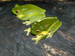 Red Eyed Green Tree Frog (800x600)