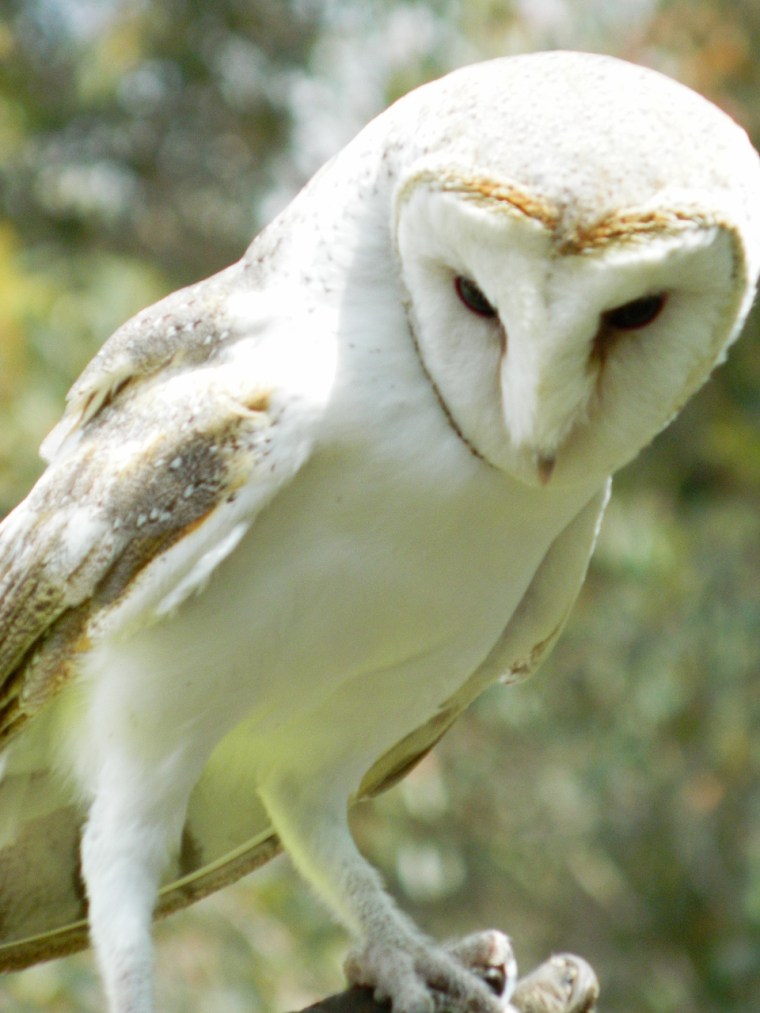 Casper the Barn Owl