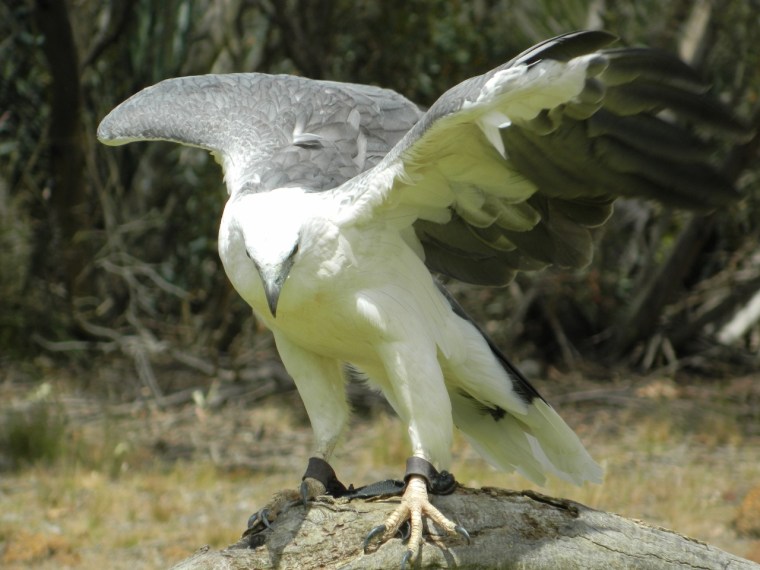 Maraki the Sea Eagle
