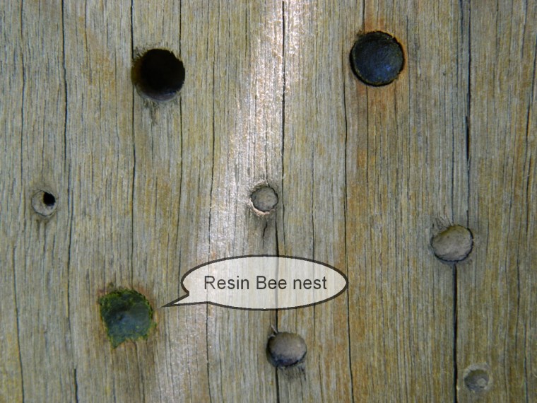 Resin Bee nest)