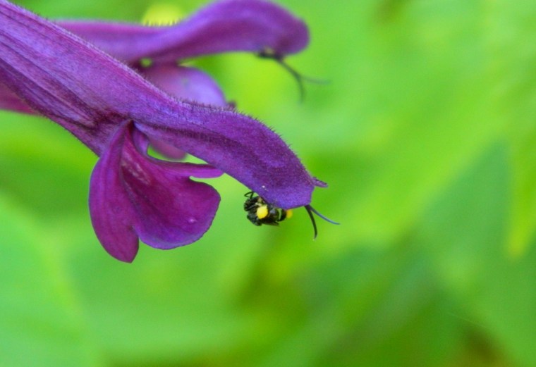 Native stingless with pollen