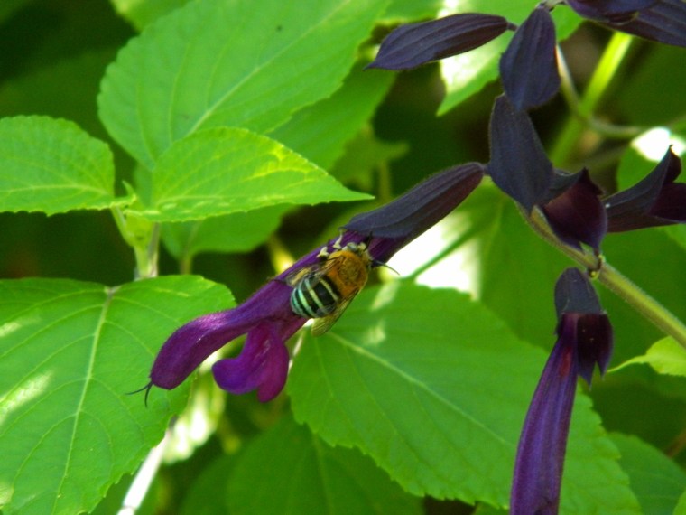 Blue Banded bee