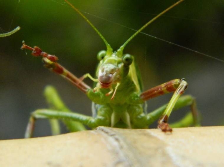 The waving katydid
