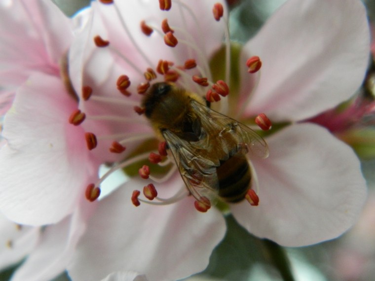 European bee on apricot blossom