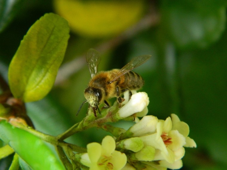 European bee on Viburnum