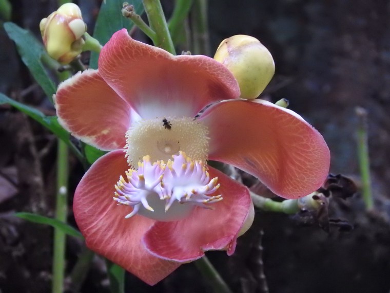 Canonball Tree flower