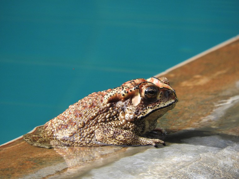 Frog (or is it a toad) swimming in the pool