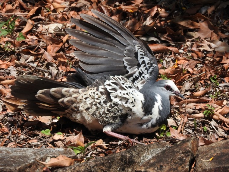 Wonga putting on a mating display