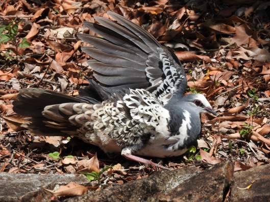 Wonga putting on a mating display