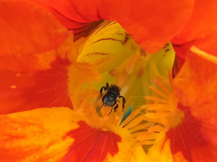 Native bee (1280x960)