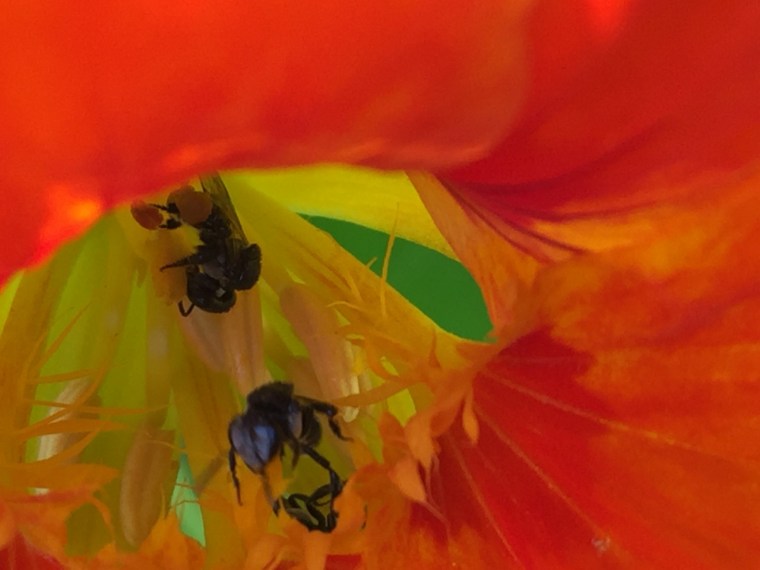 Native bee 2 (1280x960)