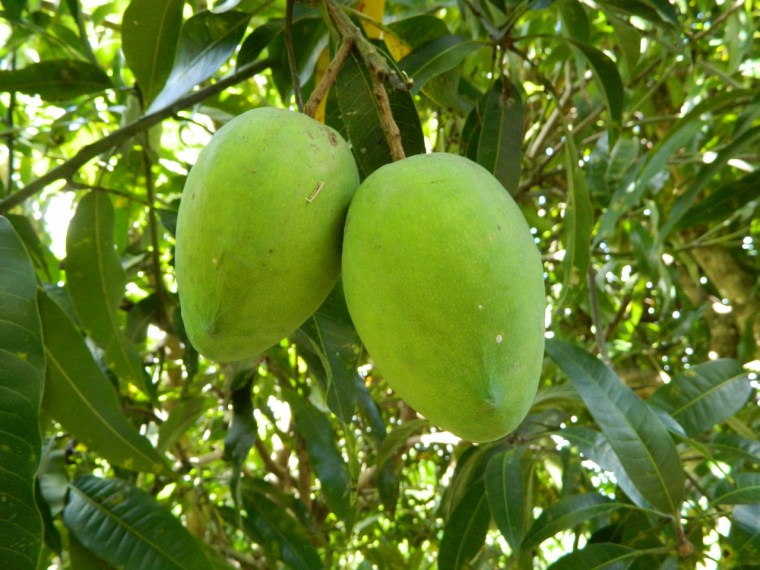 The entire Mango crop!