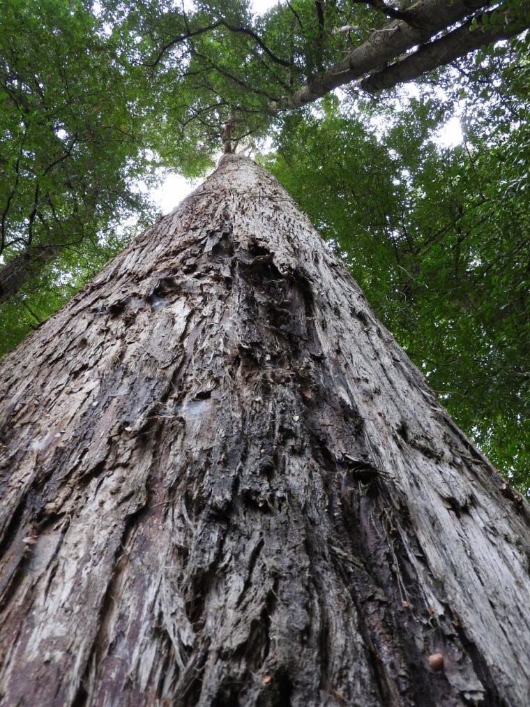 Towering Stringybark