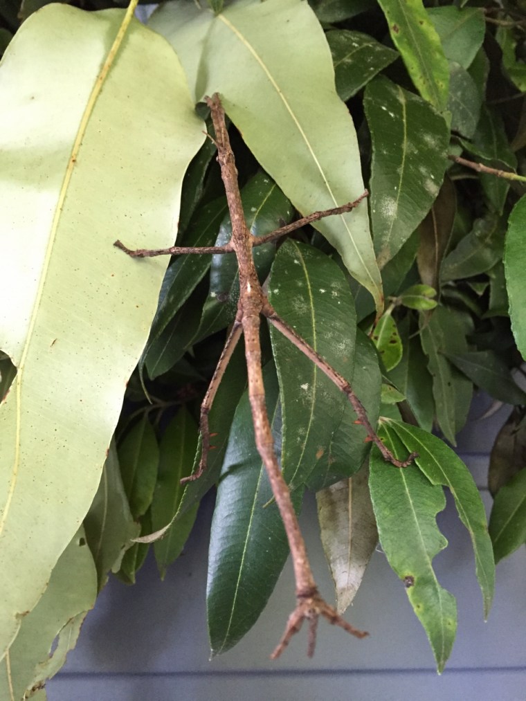 Stick insect - coming or going