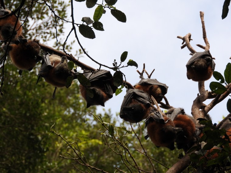 Branch full of bats