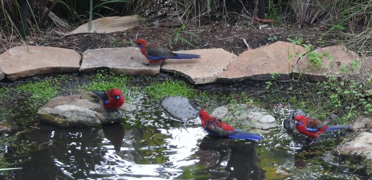 Parading around the pond