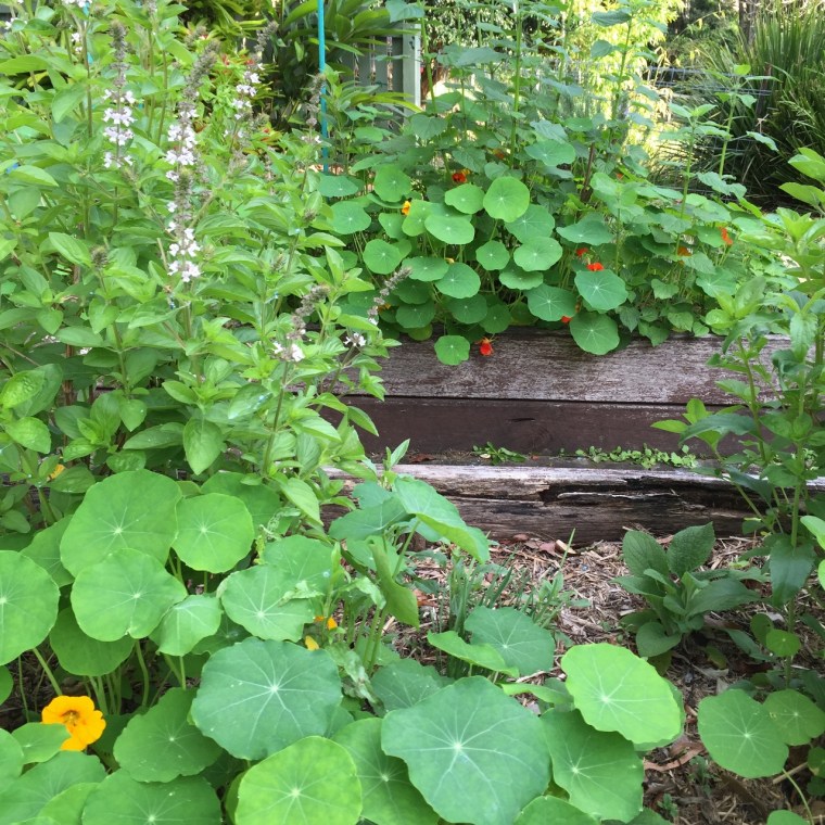 Bee Beds ready to flower