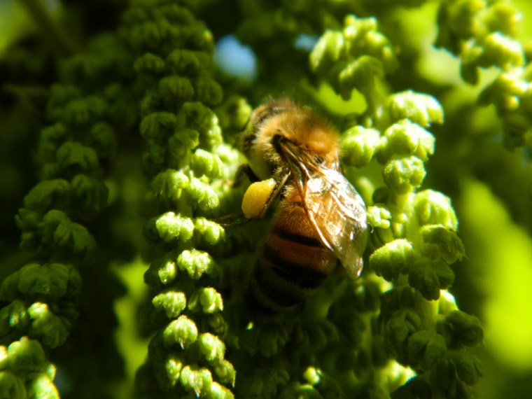 dscn0470-bee-in-pecan
